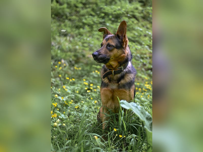 Barney sucht sein für immer Zuhause