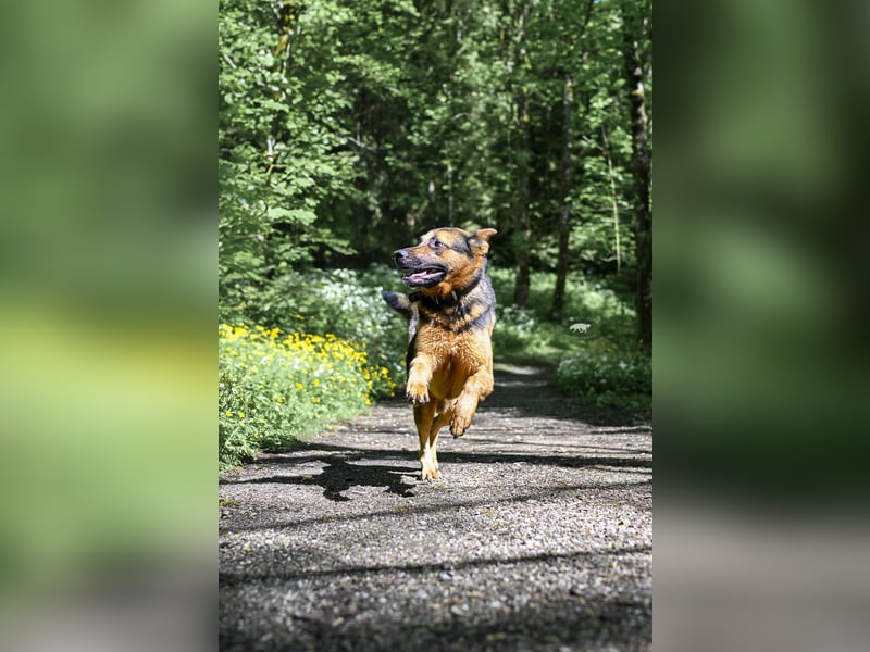 Barney sucht sein für immer Zuhause