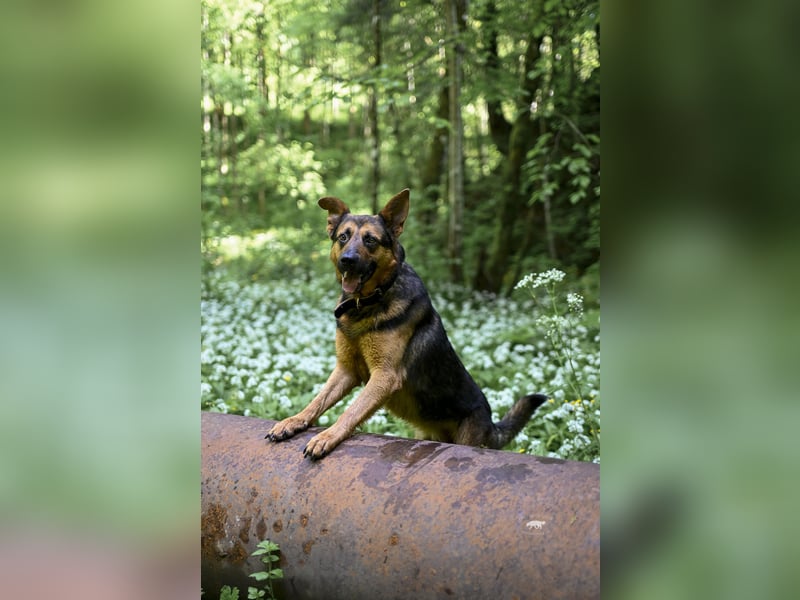 Barney sucht sein für immer Zuhause