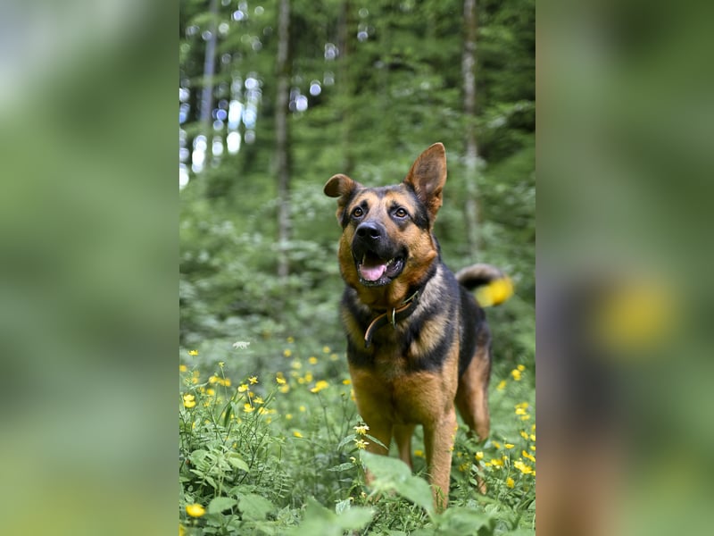 Barney sucht sein für immer Zuhause