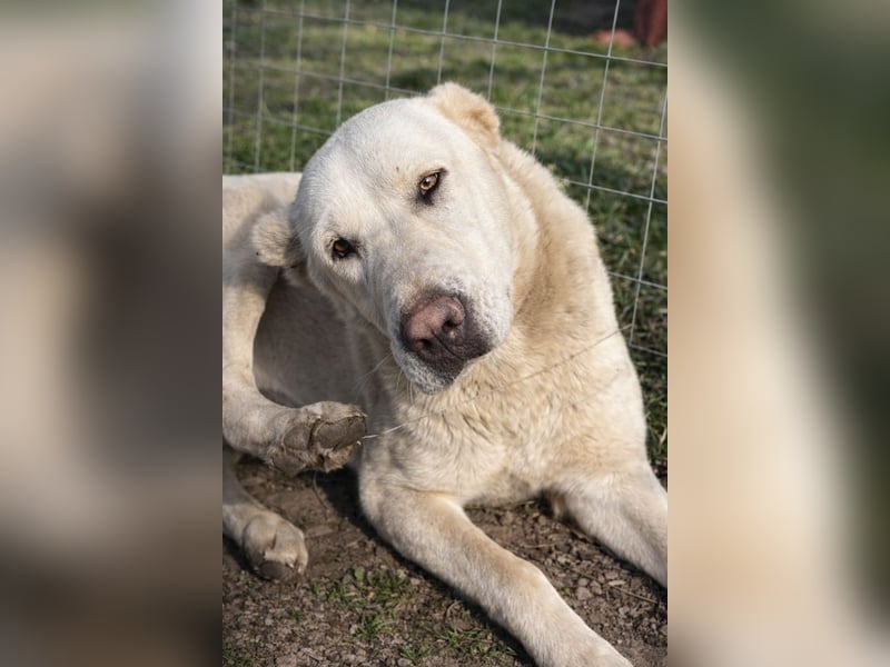 Hera - Sanfte Hündin sucht ihr Zuhause