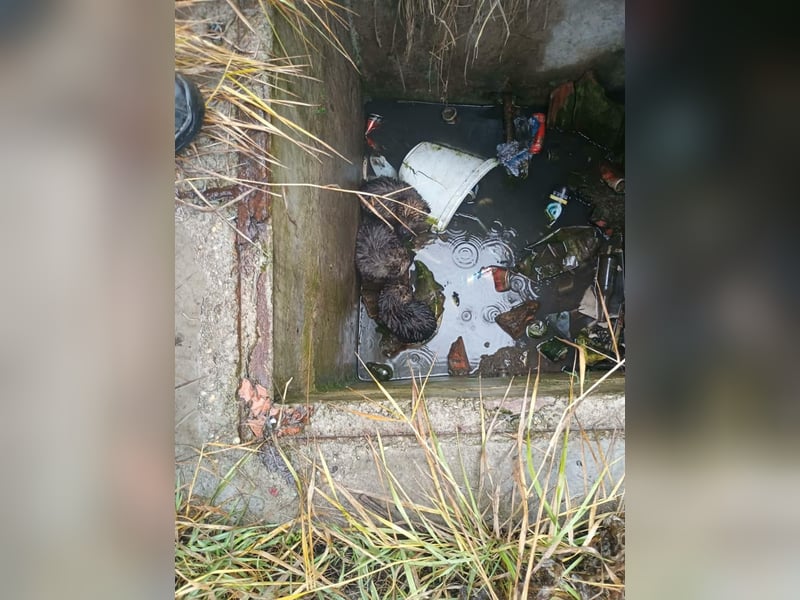 Mulan - tolle aufgeweckte Welpin sucht ihre Familie