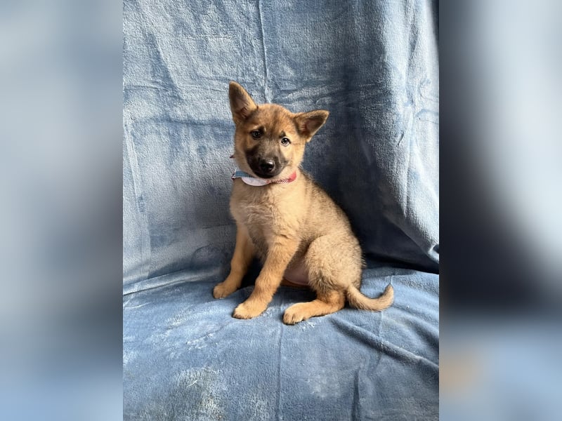 Mulan - tolle aufgeweckte Welpin sucht ihre Familie