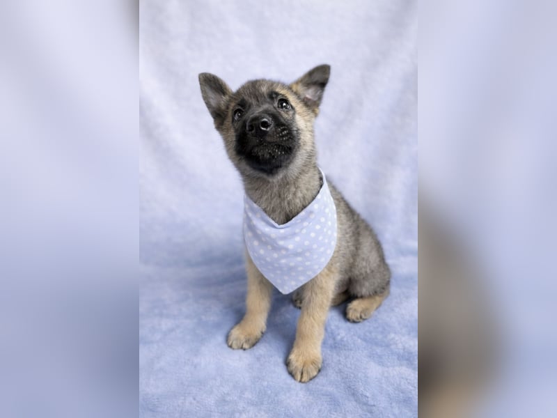 Mogli - neugieriger, menschenbezogener Welpe sucht liebevolles Zuhause