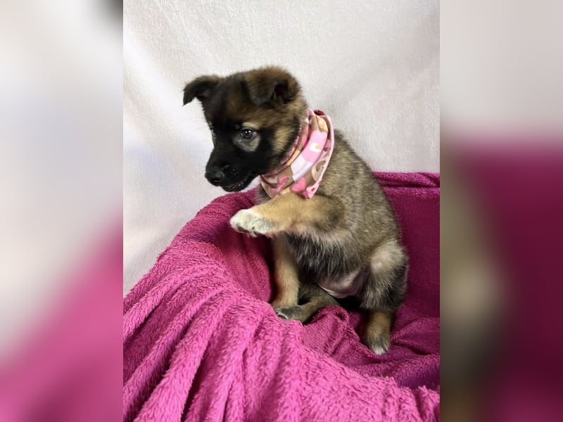 Bibi - mutige Schäferhündin möchte hoch hinaus !