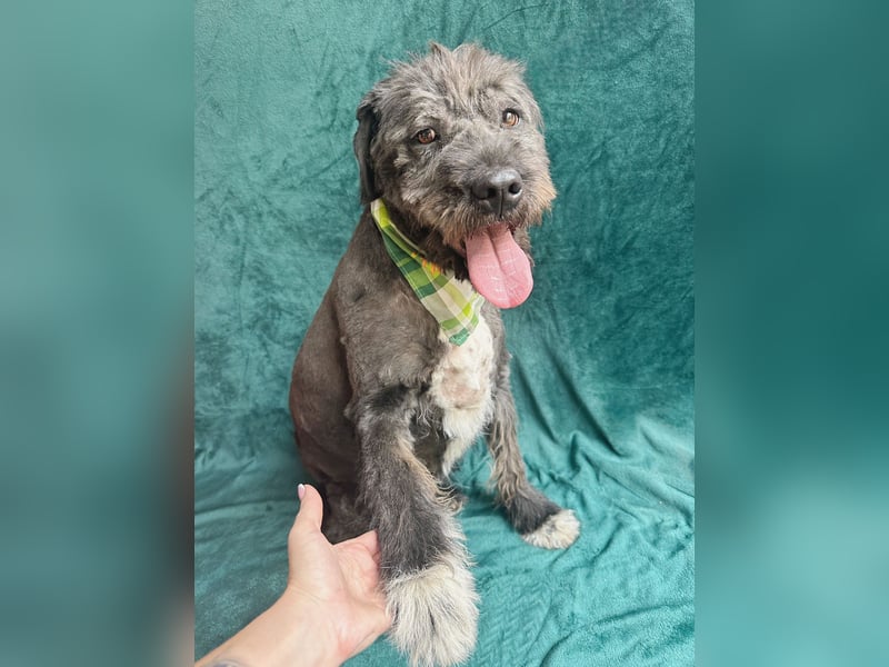 Camilia - Sanfte Hundedame sucht einfühlsame Menschen!