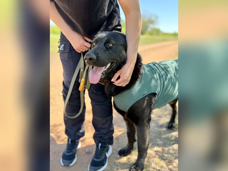 Balu (Ragnar) Großer Kuschelbär sucht seine Menschen