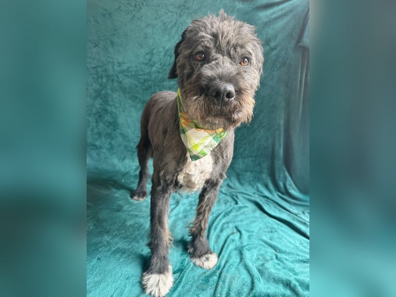 Camilia - Sanfte Hundedame sucht einfühlsame Menschen!