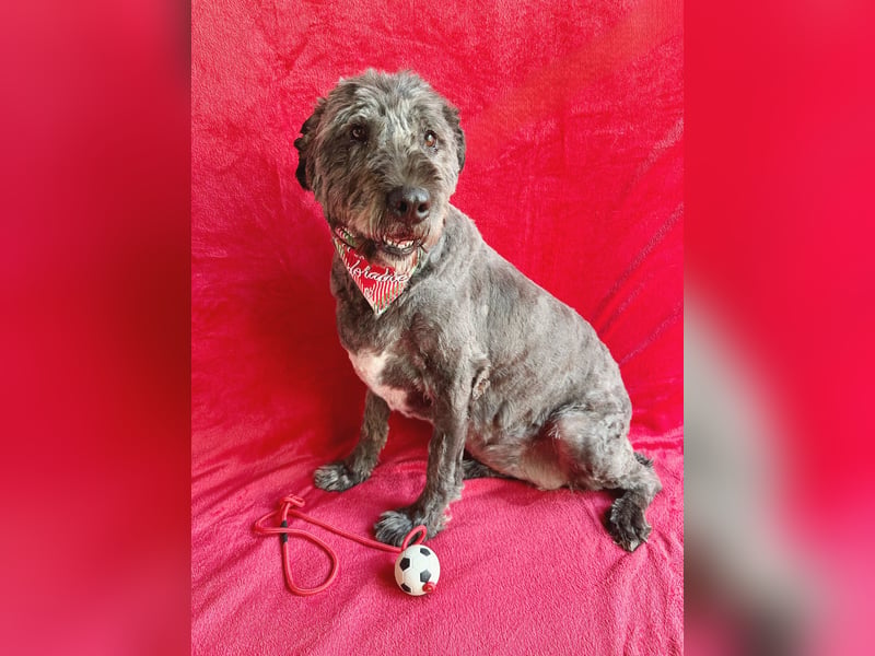 Dahlia - Sanfte Hundedame sucht ein einfühlsames Zuhause!