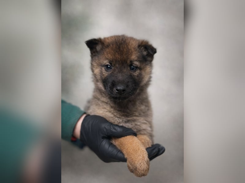 Mulan - tolle aufgeweckte Welpin sucht ihre Familie