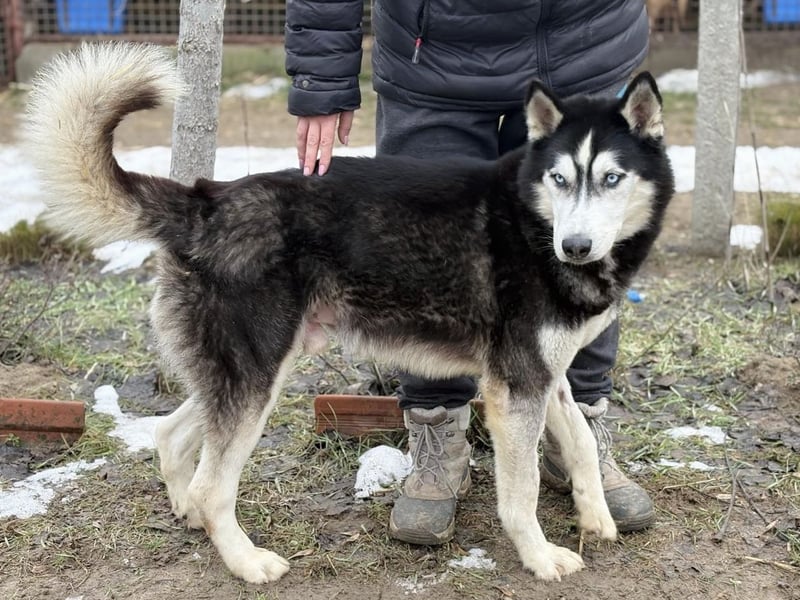 Zorro -Freundlich, sportlich und bereit für Abenteuer!
