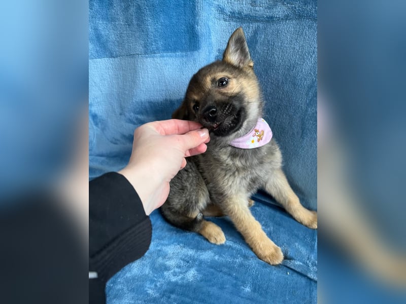 Sissi - Schäferhundwelpe sucht ihre Menschen