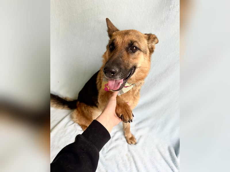 Sabrina - Treue Schäferhundseele sucht ihr Für-immer-Zuhause