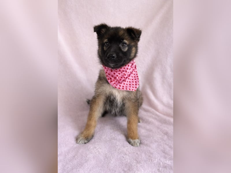 Bibi - mutige Schäferhündin möchte hoch hinaus !