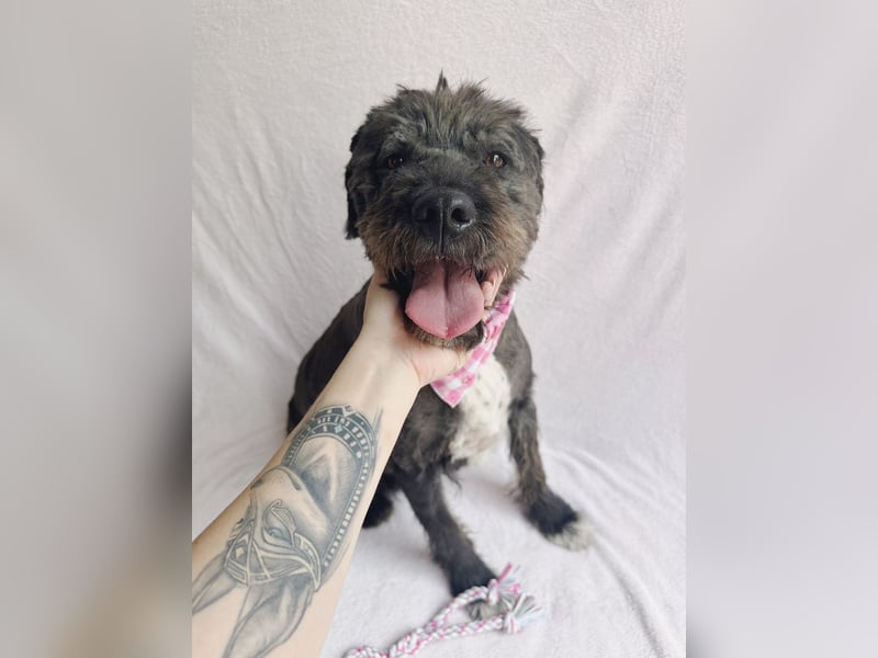 Camilia - Sanfte Hundedame sucht einfühlsame Menschen!