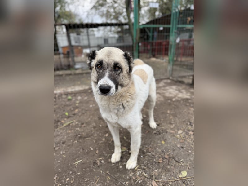 FIUME - Rundum verträglicher Rieße sucht sein Happy End!