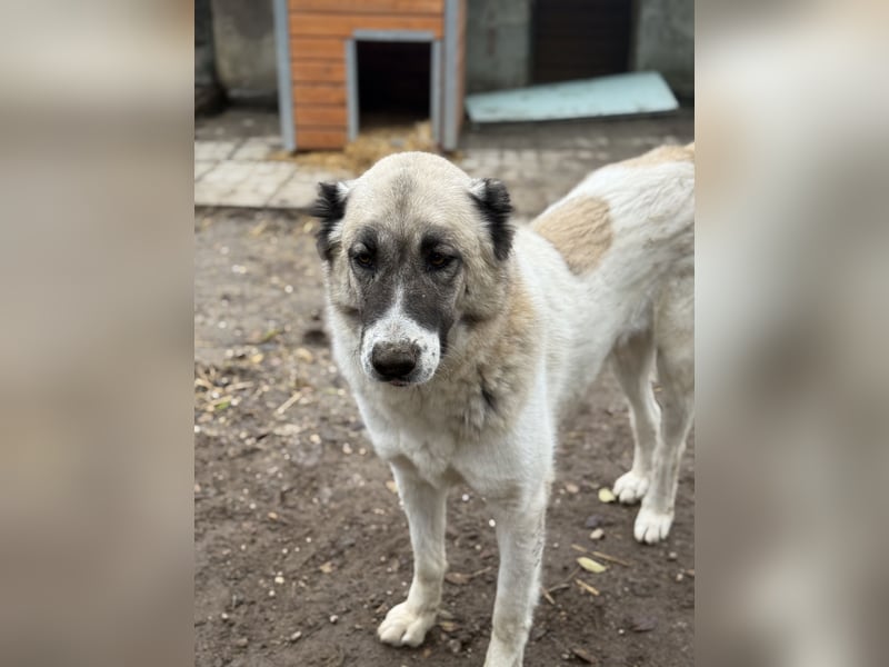 Fiume . rundum verträglicher Rieße sucht sein Happy End!