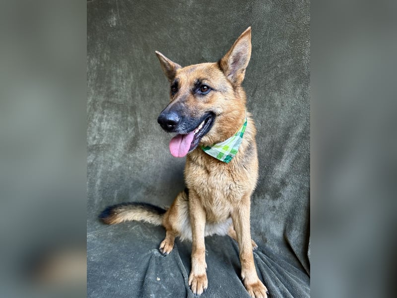 Sabrina - Treue Schäferhundseele sucht ihr Für-immer-Zuhause