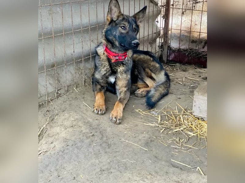 Ariel - Herzenshund auf der Suche nach Geborgenheit