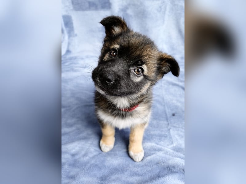 Bibi - mutige Schäferhündin möchte hoch hinaus !