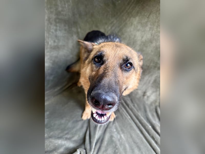 Sabrina - Treue Schäferhundseele sucht ihr Für-immer-Zuhause