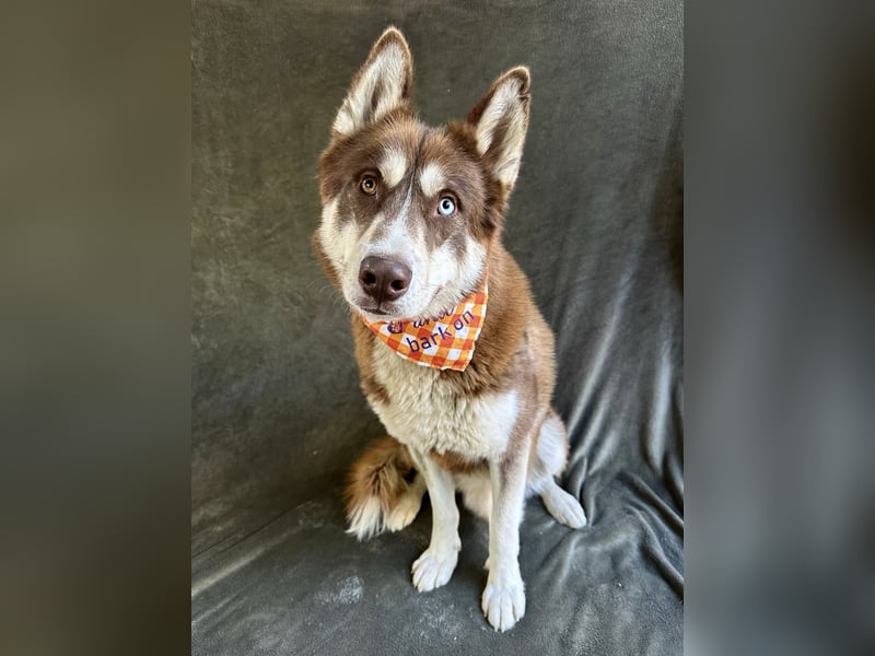 Zahid - Beeindruckender Husky-Mix sucht geduldiges Zuhause *bald in 71711 Murr*