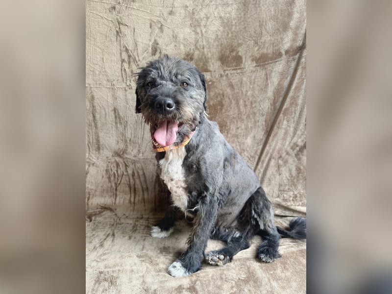 Camilia - Sanfte Hundedame sucht einfühlsame Menschen!