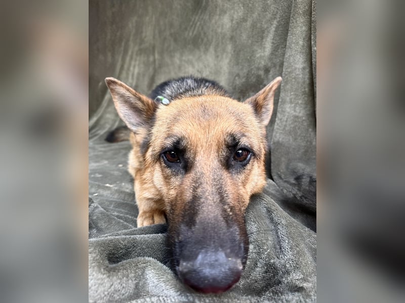 Sabrina - Treue Schäferhundseele sucht ihr Für-immer-Zuhause