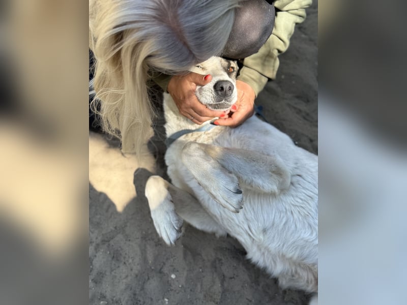 Zela Liebevolle, menschenbezogene Hündin sucht ihr Glück