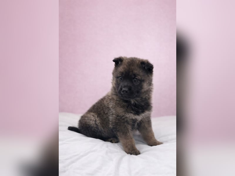 Sissi - Schäferhundwelpe sucht ihre Menschen