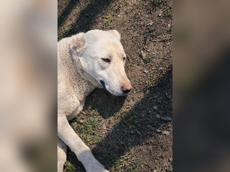 Hera - Sanfte Hündin sucht ihr Zuhause