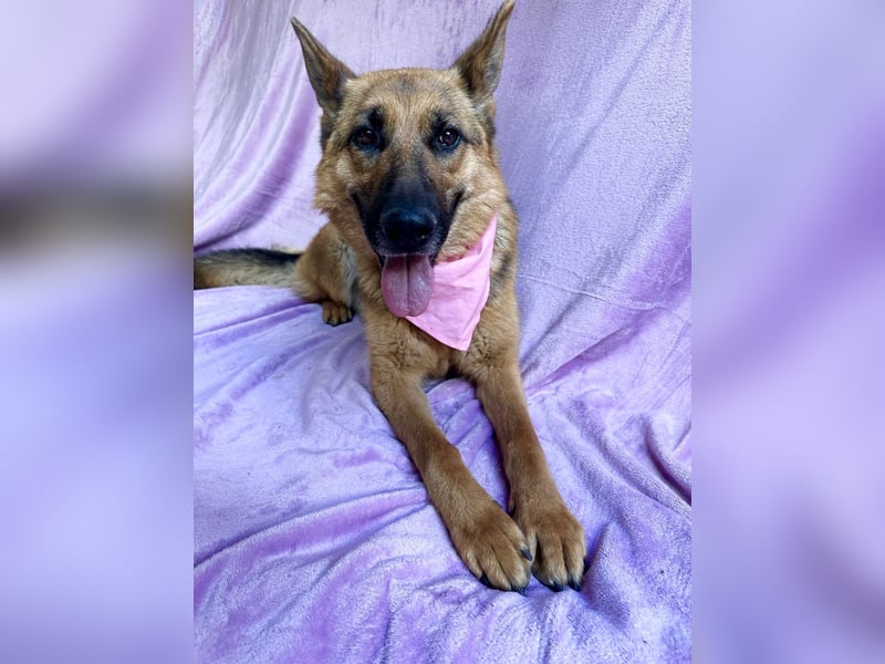 Sabrina - Treue Schäferhundseele sucht ihr Für-immer-Zuhause