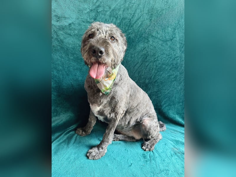 Dahlia - Sanfte Hundedame sucht ein einfühlsames Zuhause!