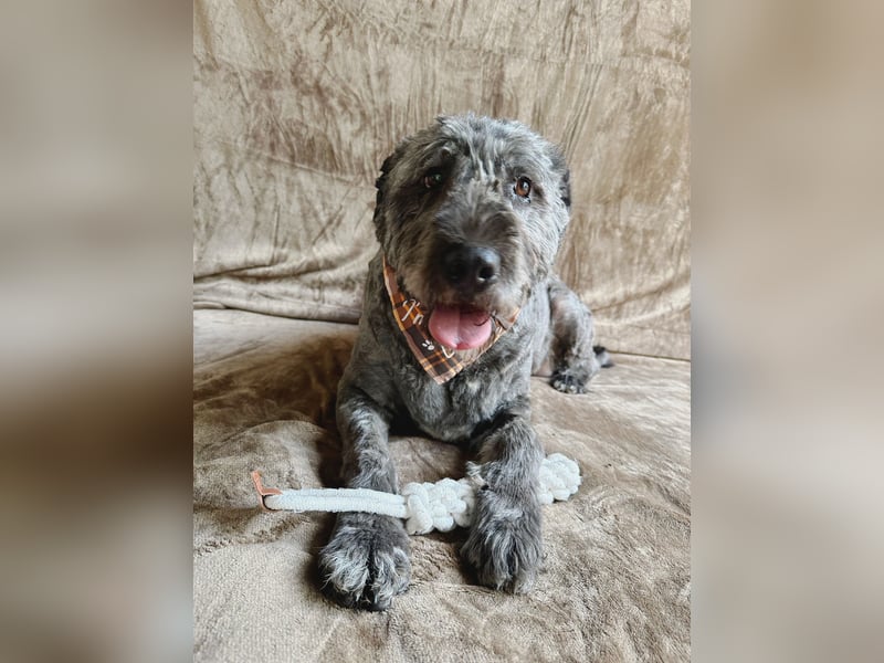 Dahlia - Sanfte Hundedame sucht ein einfühlsames Zuhause!