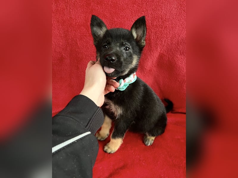 Heidi - Schäferhündin wartet sehnlichst auf Familie mit vielen Abenteuern