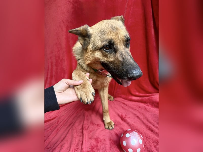 Sabrina - Treue Schäferhundseele sucht ihr Für-immer-Zuhause