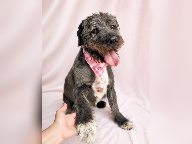 Camilia - Sanfte Hundedame sucht einfühlsame Menschen!
