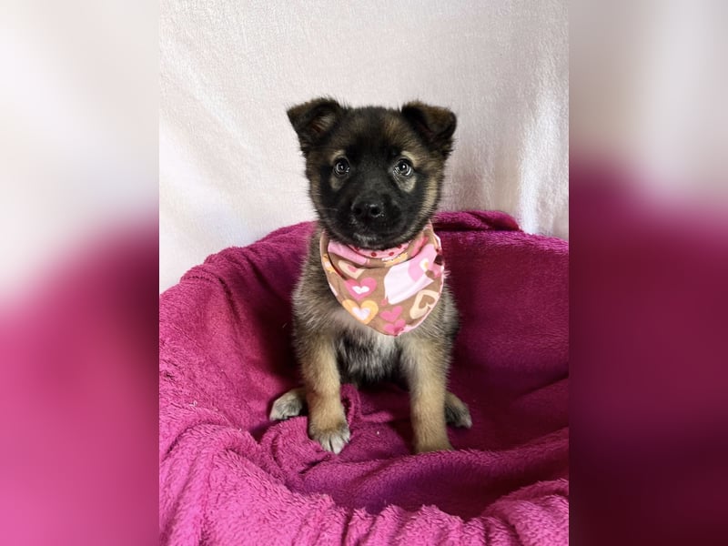 Bibi - mutige Schäferhündin möchte hoch hinaus !