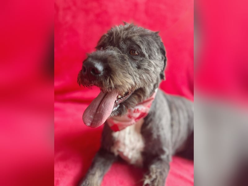 Camilia - Sanfte Hundedame sucht einfühlsame Menschen!