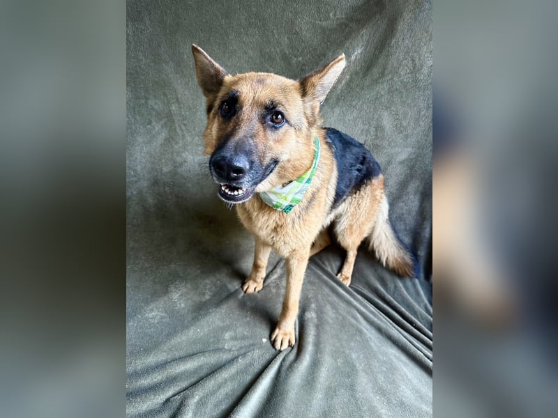 Sabrina - Treue Schäferhundseele sucht ihr Für-immer-Zuhause
