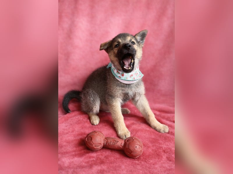 Sissi - Schäferhundwelpe sucht ihre Menschen