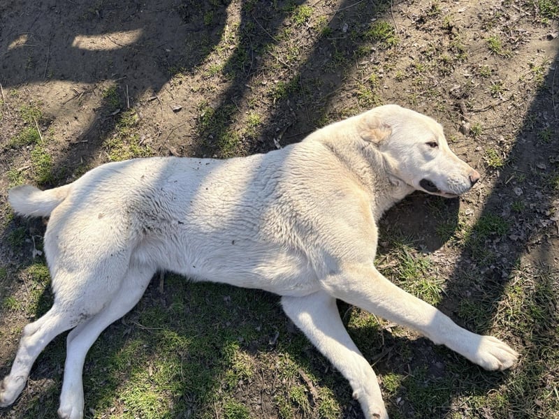 Hera - Sanfte Hündin sucht ihr Zuhause