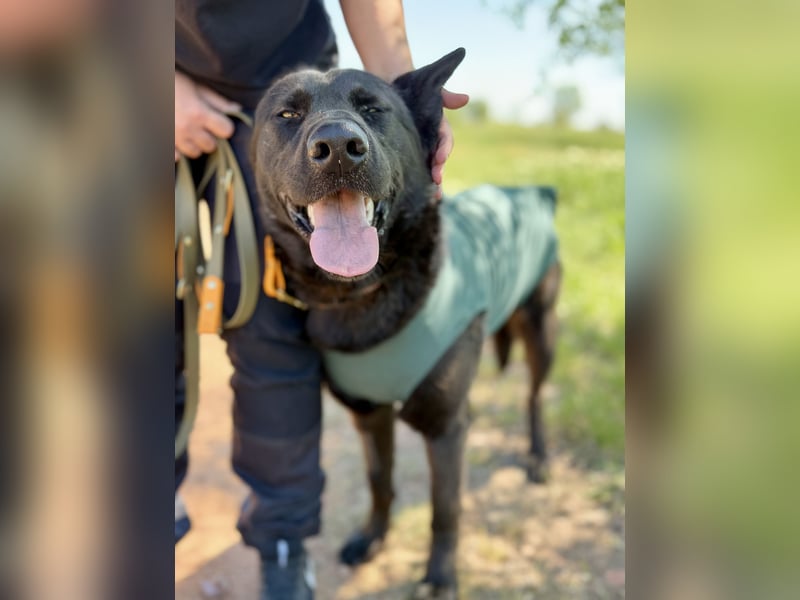 Balu (Ragnar) Großer Kuschelbär sucht seine Menschen