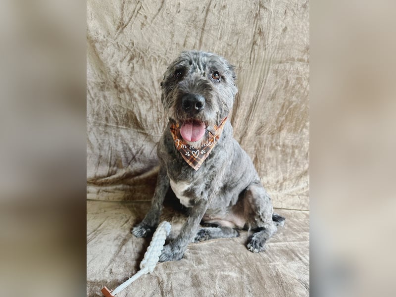 Dahlia - Sanfte Hundedame sucht ein einfühlsames Zuhause!