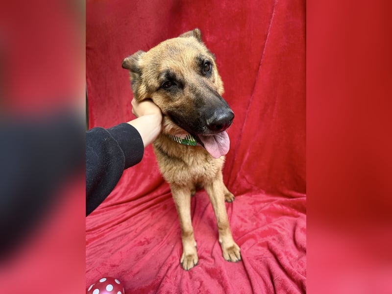 Sabrina - Treue Schäferhundseele sucht ihr Für-immer-Zuhause