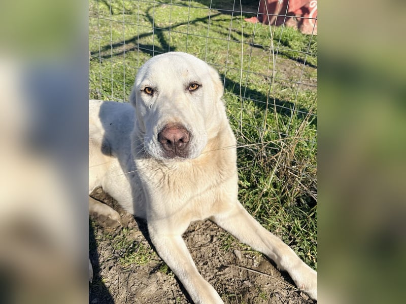 Hera - Sanfte Hündin sucht ihr Zuhause