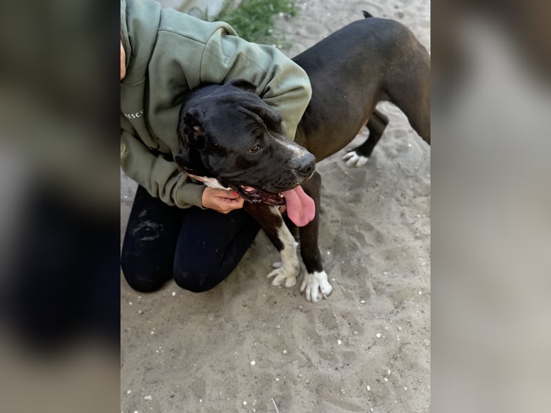 Buster Sanfter Riese mit großem Herz sucht seine Menschen