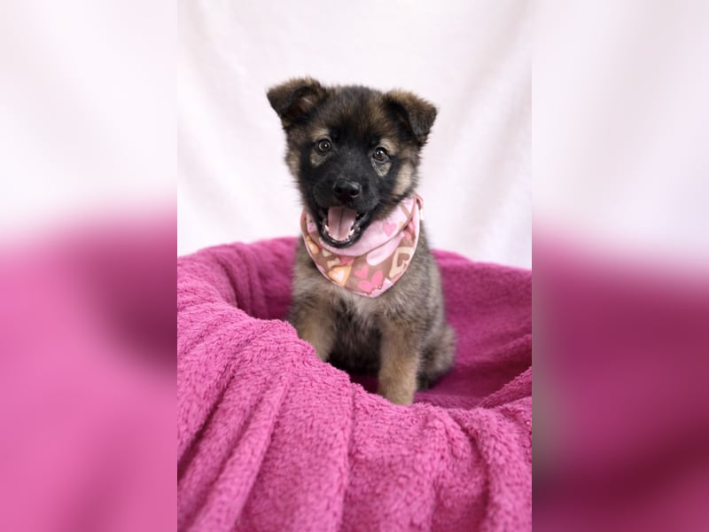 Bibi - mutige Schäferhündin möchte hoch hinaus !