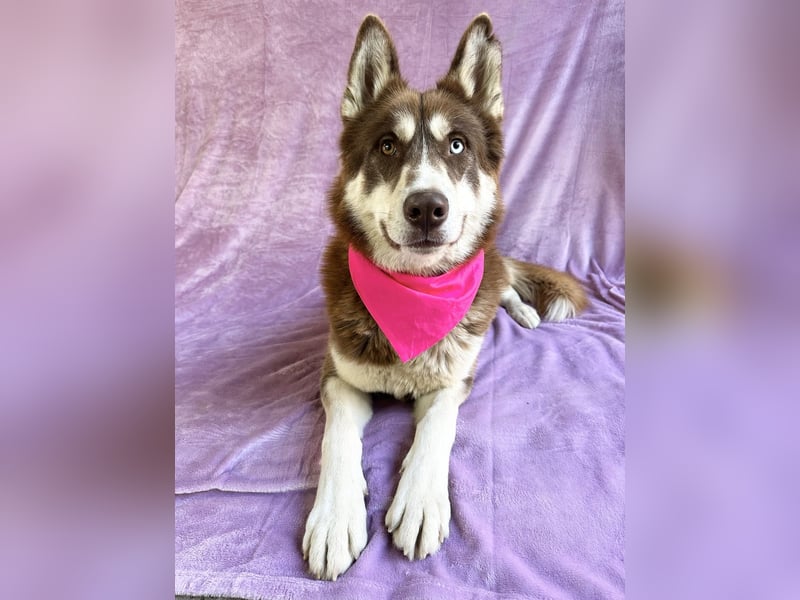 Zahid - Beeindruckender Husky-Mix sucht geduldiges Zuhause *bald in 71711 Murr*
