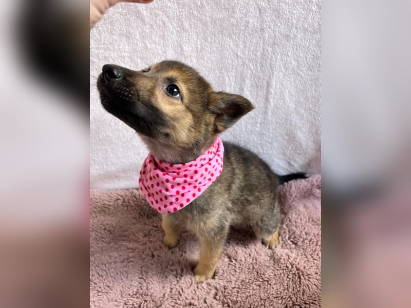 Sissi - Schäferhundwelpe sucht ihre Menschen